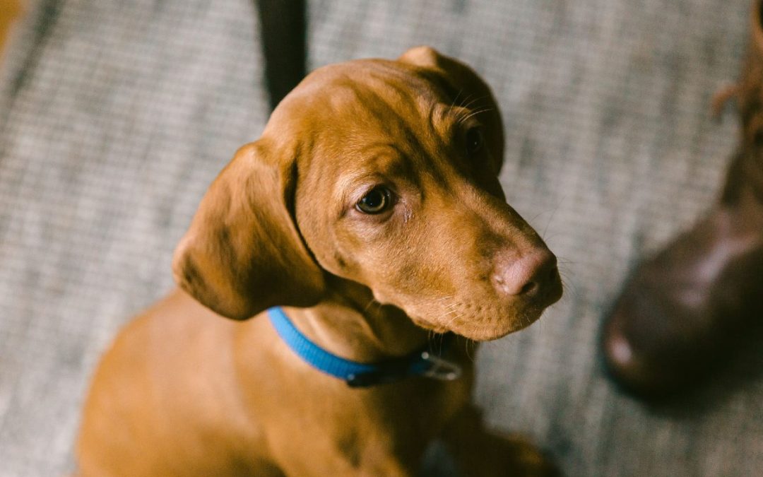 Puppycursus is dat nou echt nodig?