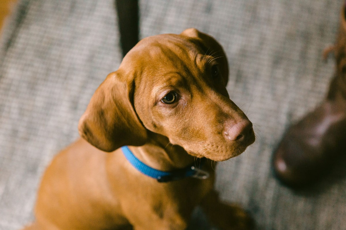Puppycursus is dat nou echt nodig?