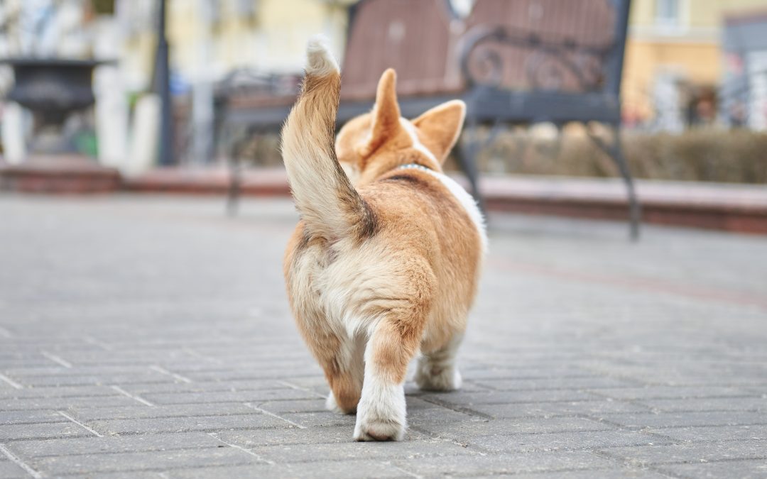 Een kwispelende hond is blij…