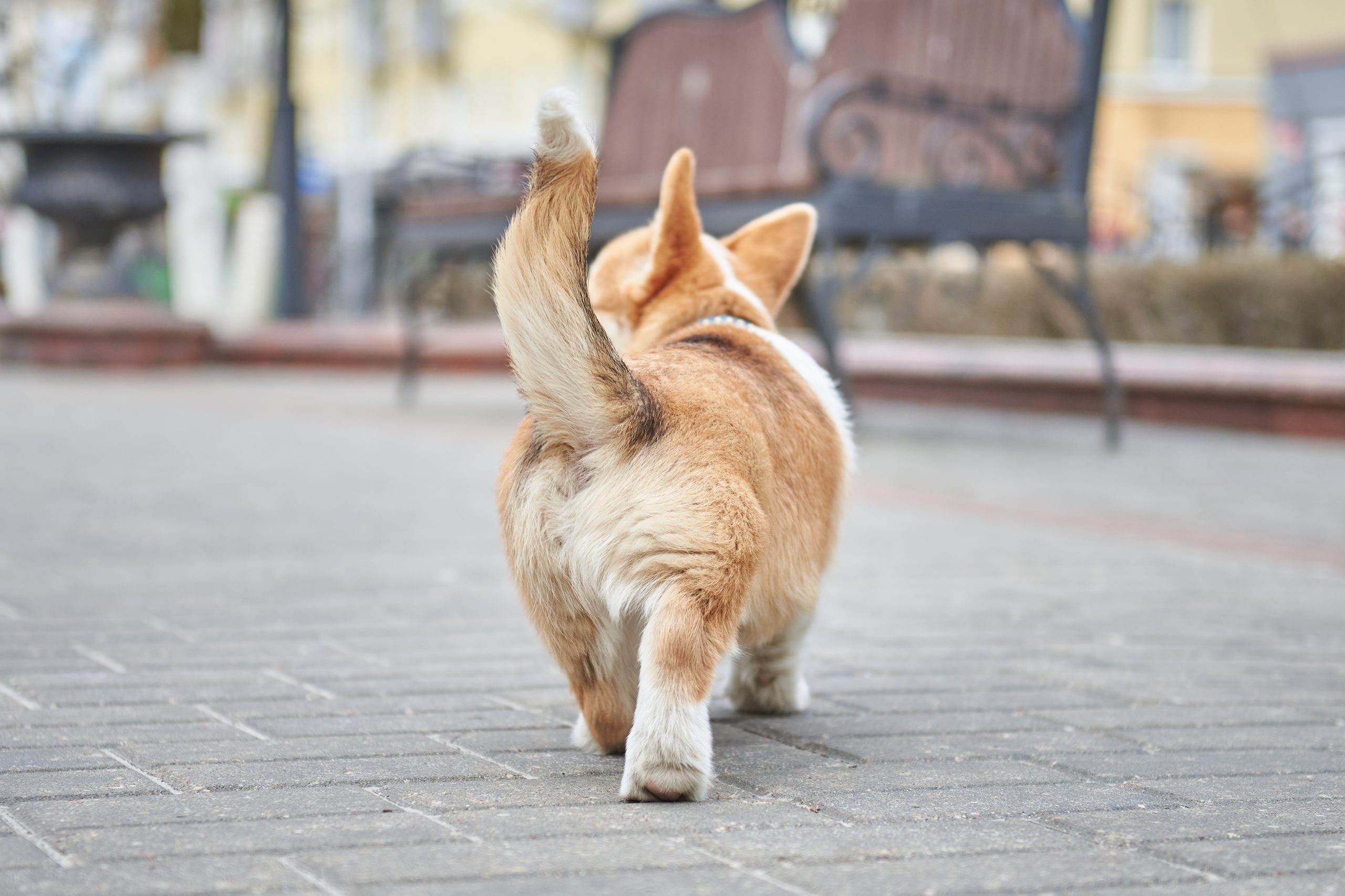Een kwispelende hond is blij…