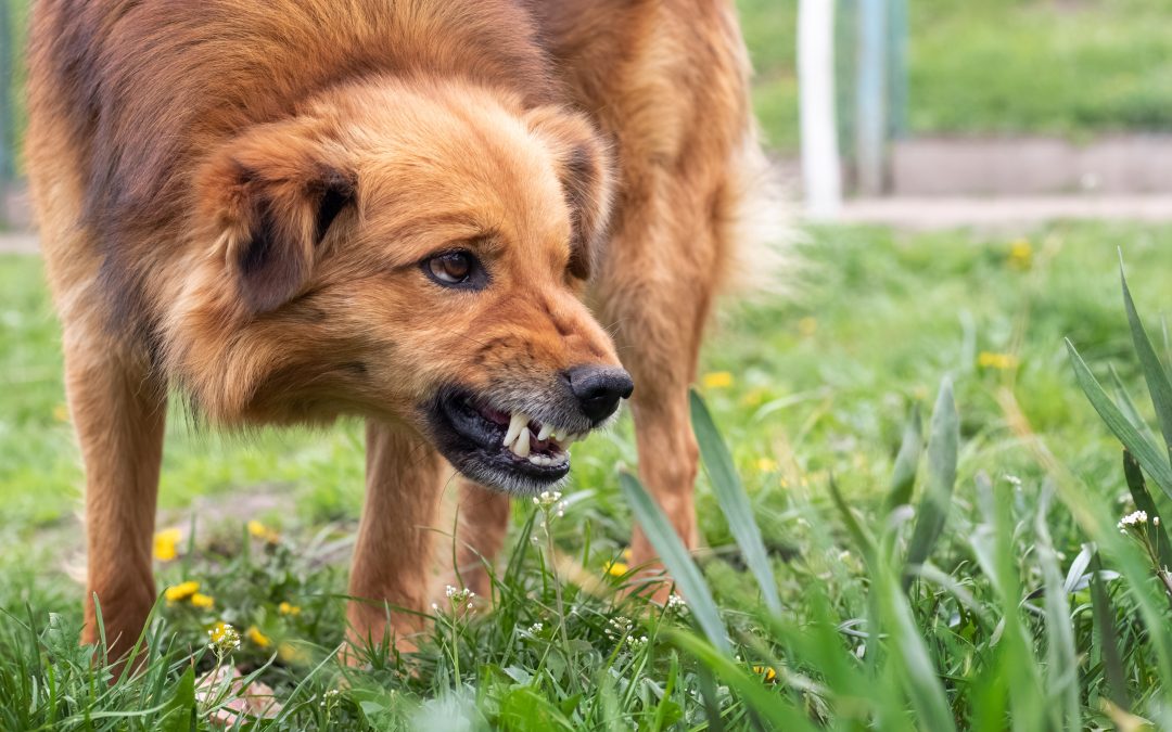 Agressie bij honden