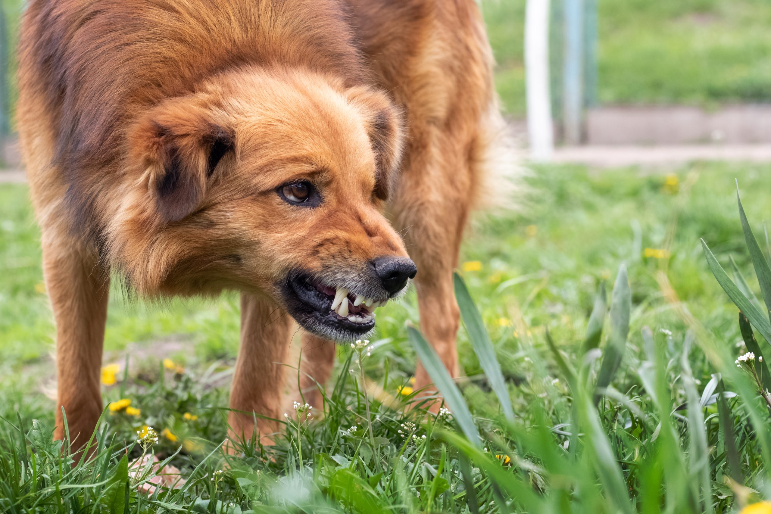 Agressie bij honden