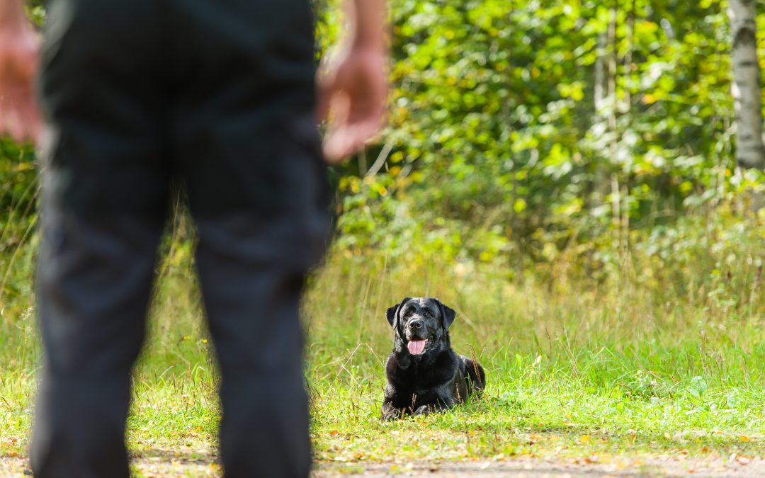 Wat betekent het wanneer je hond gaat liggen als je een andere hond tegenkomt?