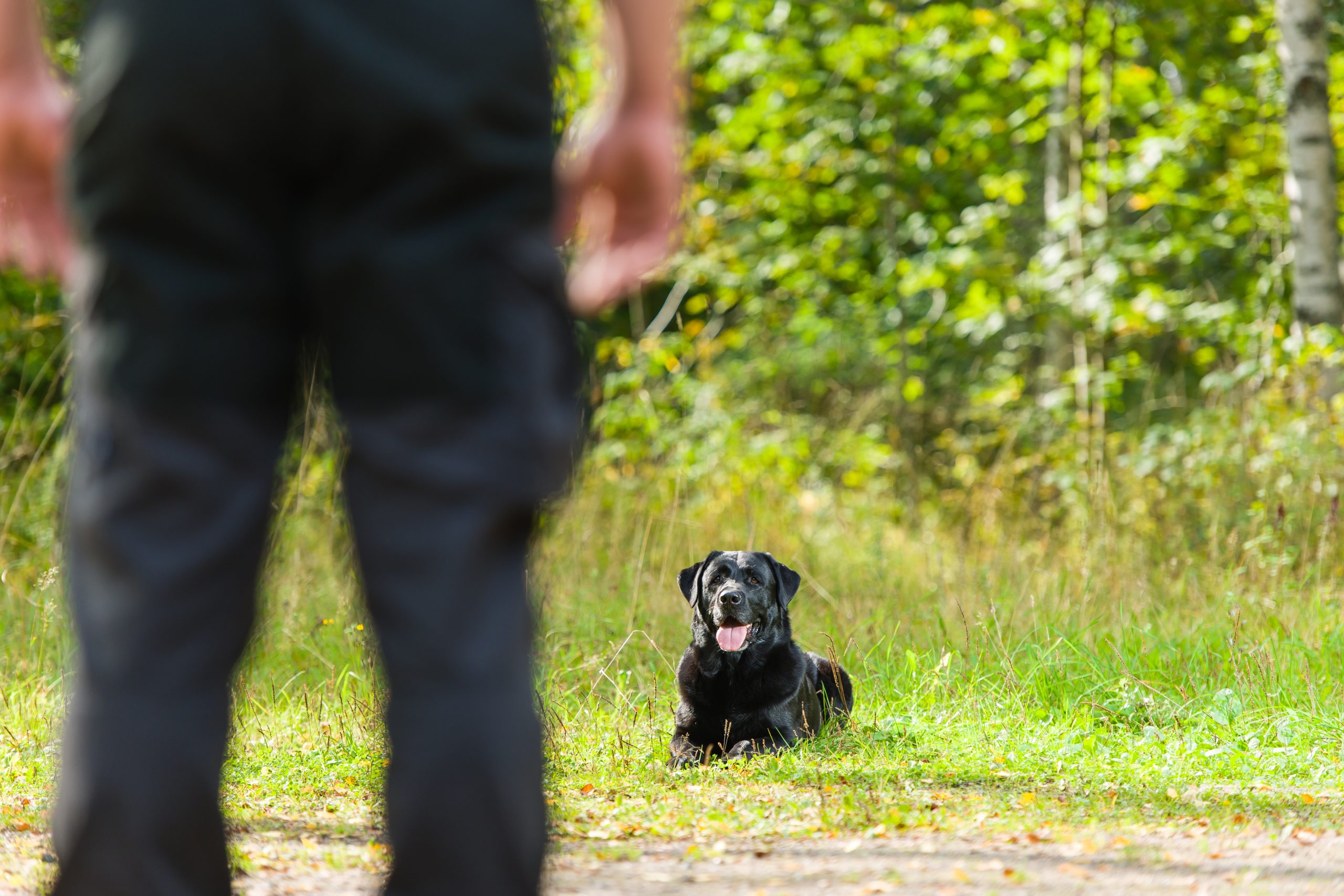Wat betekent het wanneer je hond gaat liggen als je een andere hond tegenkomt?