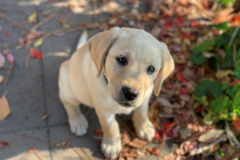Puppyvervolgcursus